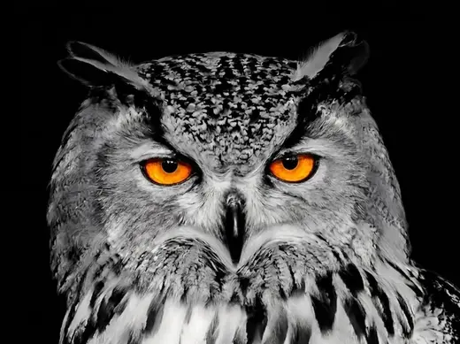 Hueforge Hibou Grand Duc