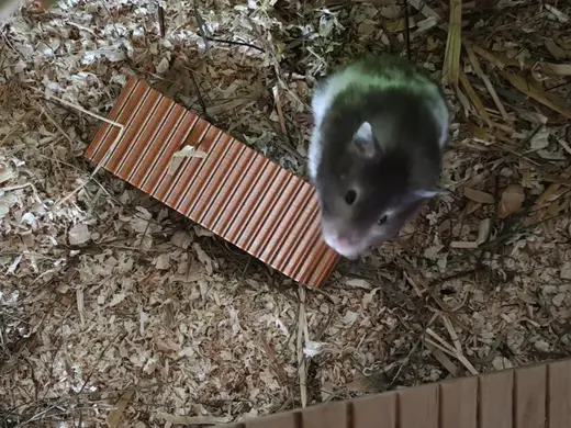 Hamsterschaukel Wippe Aktivität Sport (2 Größen)