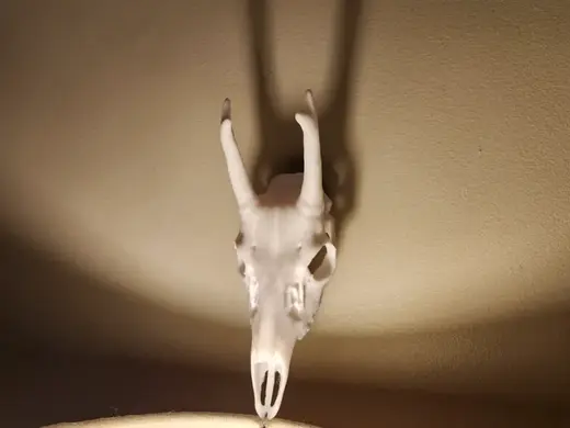 "Young Buck" Deer Skull