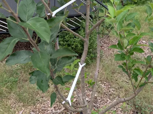 Multi-Sized Tree Limb Spreader