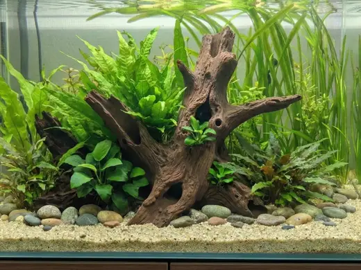 Aquarium Terrarium Driftwood Tree Stump Root