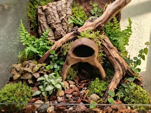Terrarium Natural Tree Root Hollow Hideout Cave