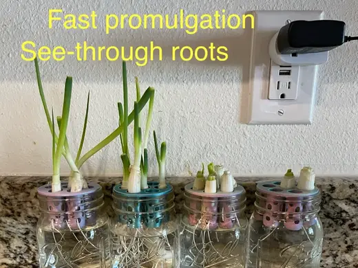 Green Onion Scallion Mason Jar Promulgation Regrow