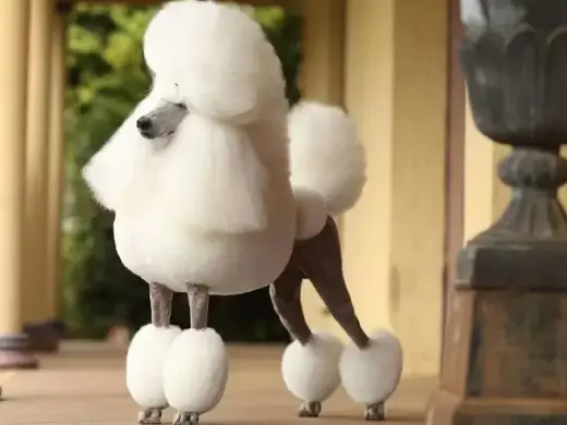 贵宾犬 贵妇犬 蒲尔犬 蒲多犬