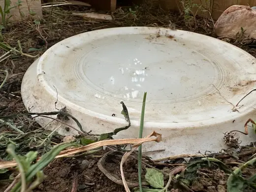 water bowl for turtles