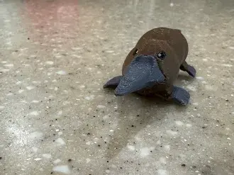 Little Platypus