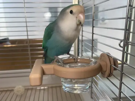 Parrot side food box-鹦鹉侧边食盒