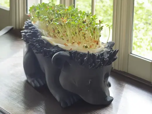 Cress Hedgehog