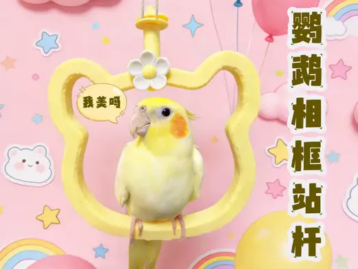 鹦鹉相框站杆