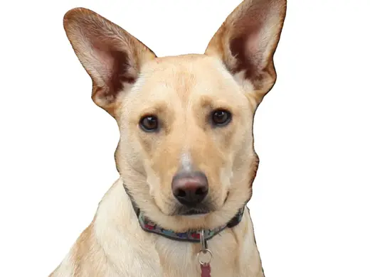 Hueforge - Labrador Mix