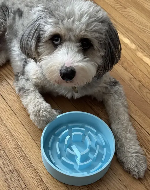 Slow Feeder Dog Bowl
