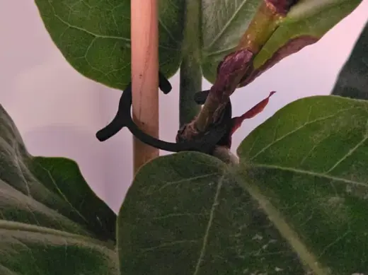 LeafLock – Smart Plant Support Clips