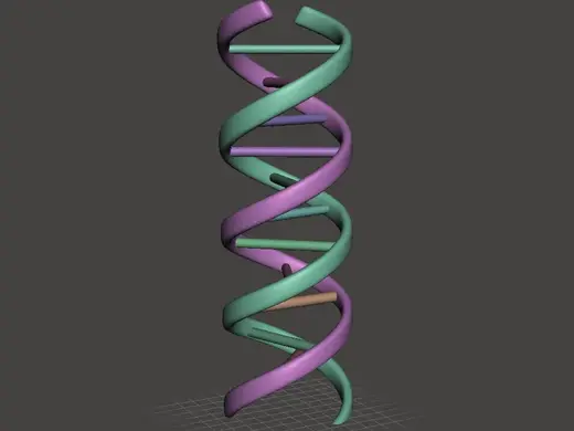 Double-Helix DNA Structural Model Biology Human