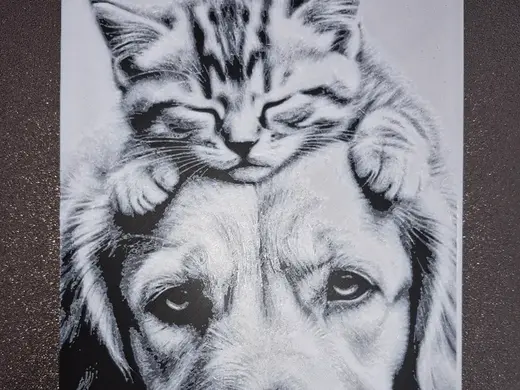 Cute Kitten and Dog
