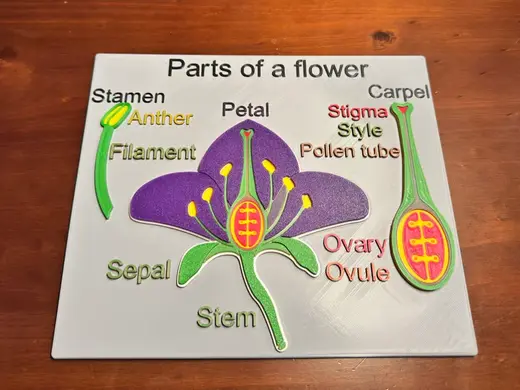 Flower diagram board for botany