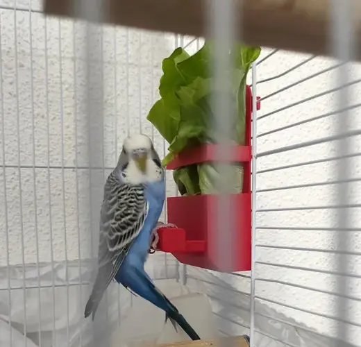 Small Bird Food Holder