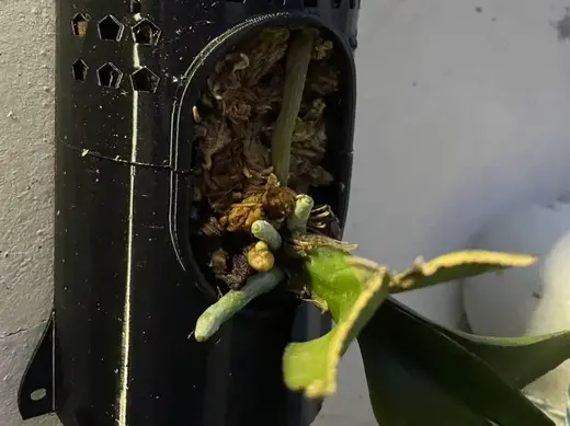 蝴蝶兰板植