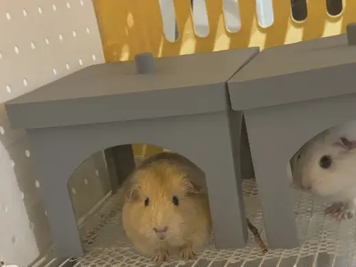 荷兰猪-躲避屋