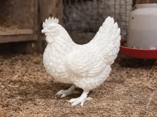 Hen - Chicken - Animal - Isa Brown - Sámer Issa
