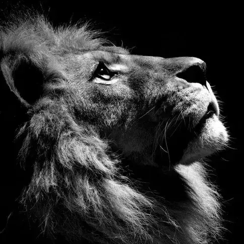 HueForge Black and White Lion