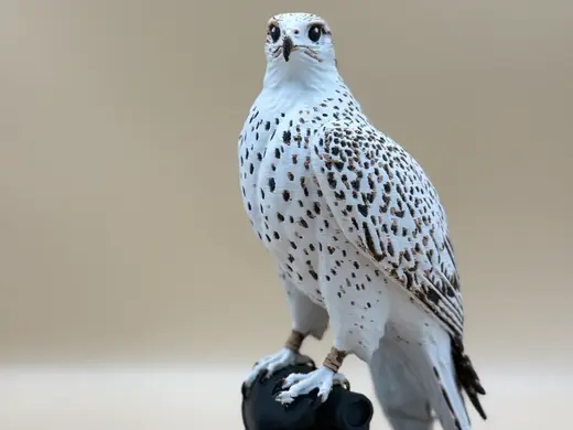 Ironcrest Falcon On a Glove