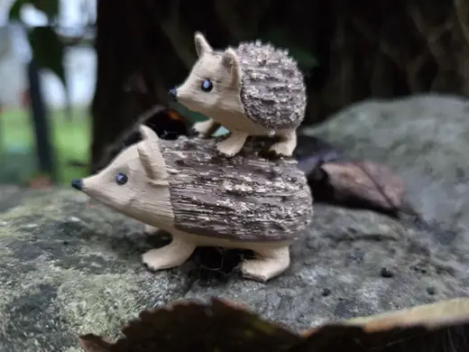 Adult Hedgehog