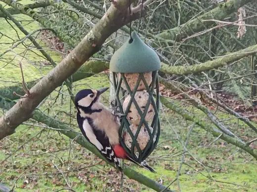 Bird Feeder Suet Ball