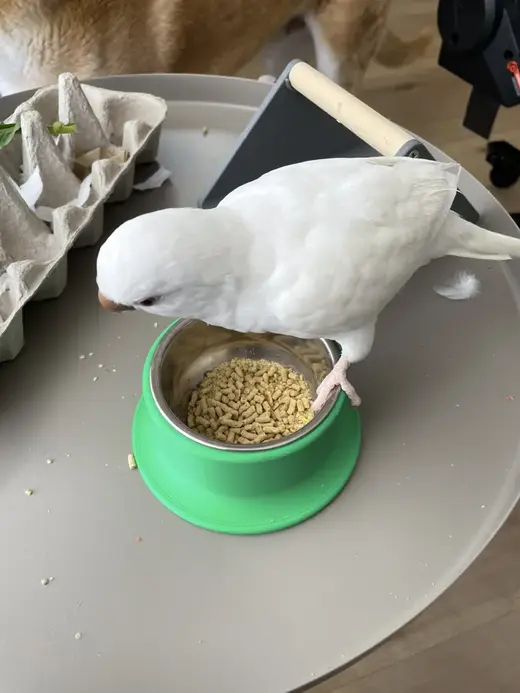 Bird bowl holder
