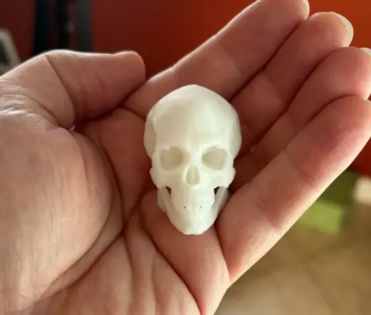 Human Skull - Decoration, Party Prop, Spooky Décor