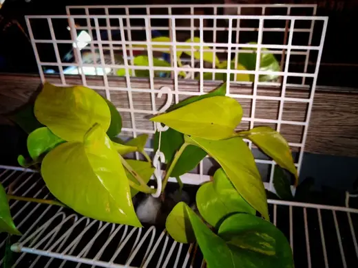 Grille de fixation "VertiGrow" plantes d'aquarium