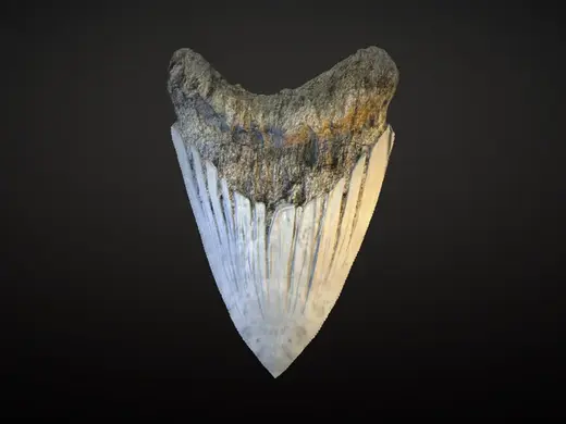 Dente fossile di MEGALODONTE in scala 1:1