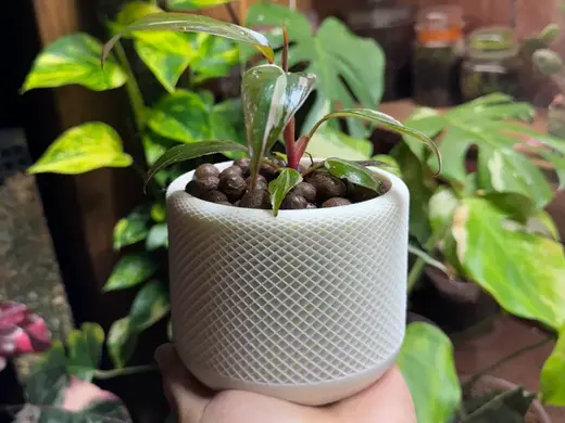Lattice Luxe Pot