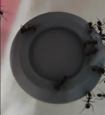 Ant Food bowl