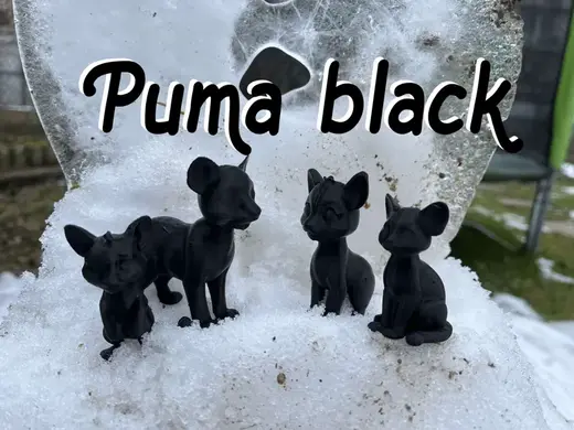 Cougar Family, puma