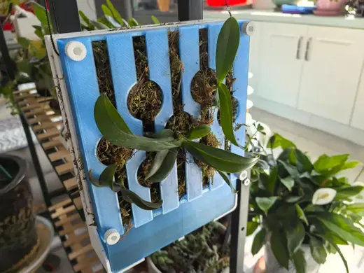 自吸水木板风格板植框/绿植板/蝴蝶兰种植板/鹿角蕨挂板/植物上墙板