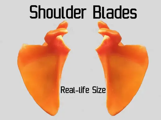 Shoulder Blades - Scapula
