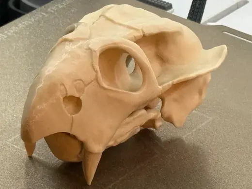 Diictodon Skull – Life Size Permian Fossil Replica