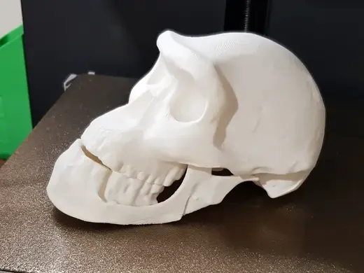 Homo Erectus Skull