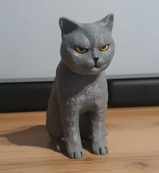 Angry British Shorthair Cat