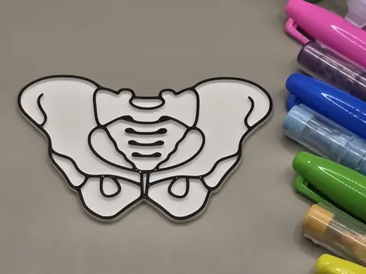 Woman Pelvis Anatomy Coloring Craft