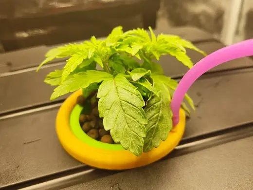 DWC Hydro Pot with Watering (7cm)