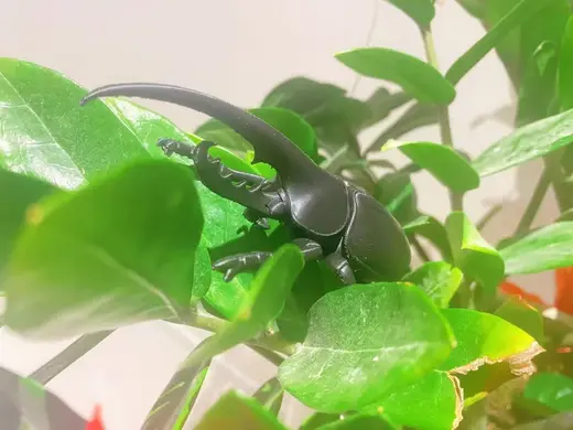 虫虫大作战之长戟大兜虫