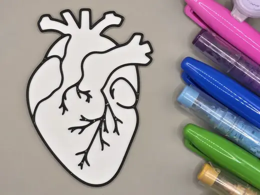 Heart Anatomy Human Coloring Craft