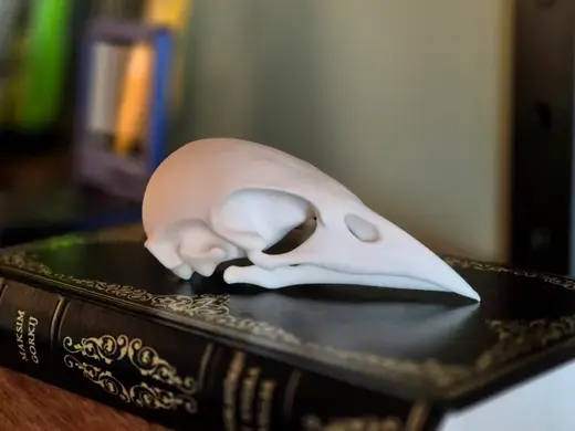 Bird Skull Bookshelf Decor