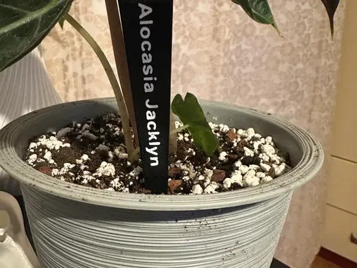 Flowerpot badge