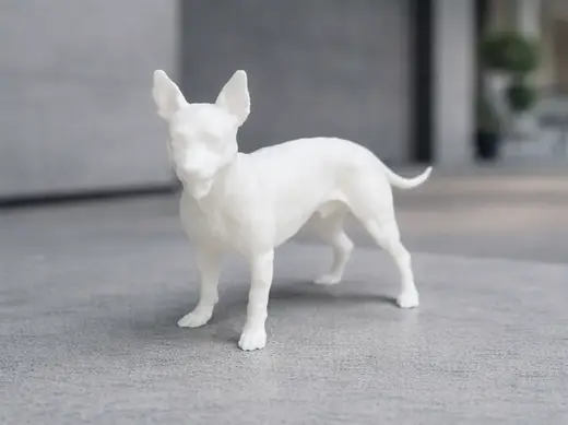 American Hairless Terrier - Dog