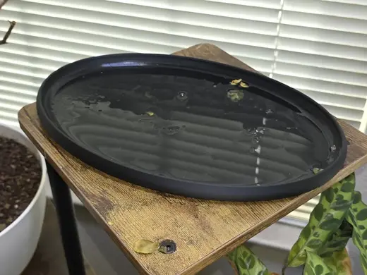 Plant Drip Drain Tray (ellipse 286x186mm)