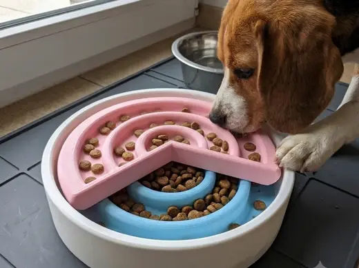 Pet puzzle slow feeder