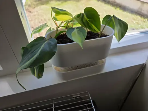 Wide self watering pot