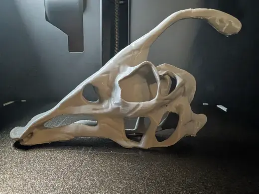 Dinosaur Parasaurolophus Skull
